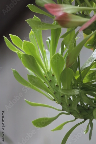 Obraz Potted Garden Leaves