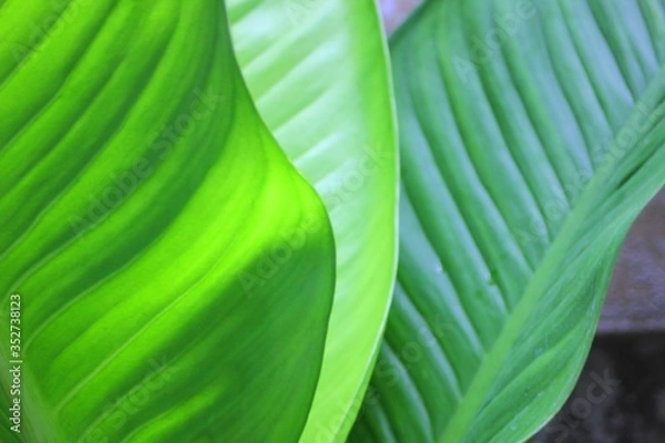 Obraz Potted Garden Leaves