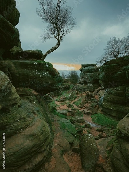 Fototapeta tree on the rocks