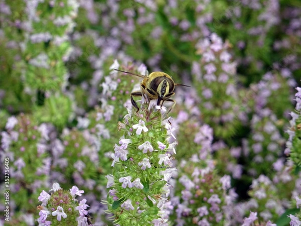 Fototapeta Qui regarde qui ?