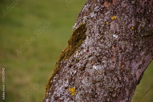 Fototapeta old tree trunk with moss