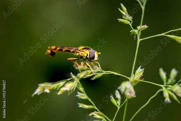 Fototapeta A male long hoverfly resting on grass