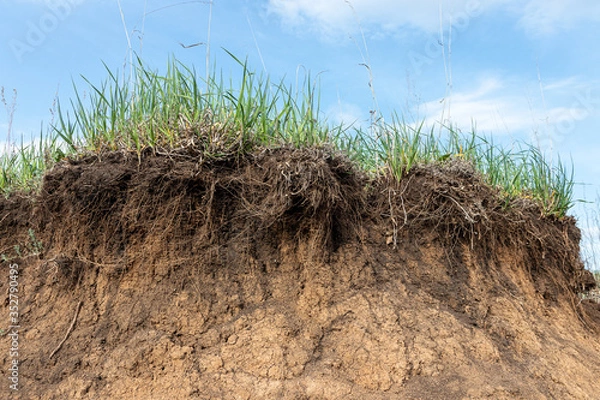 Fototapeta Exposed layers of chernozem with grasses and clay as a result of river bank erosion (mass failure)