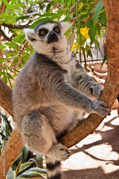 Obraz Лемур на ветке