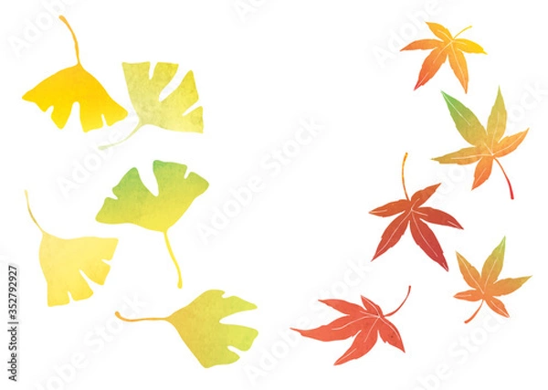 Obraz もみじとイチョウのベクターイラスト（水彩）