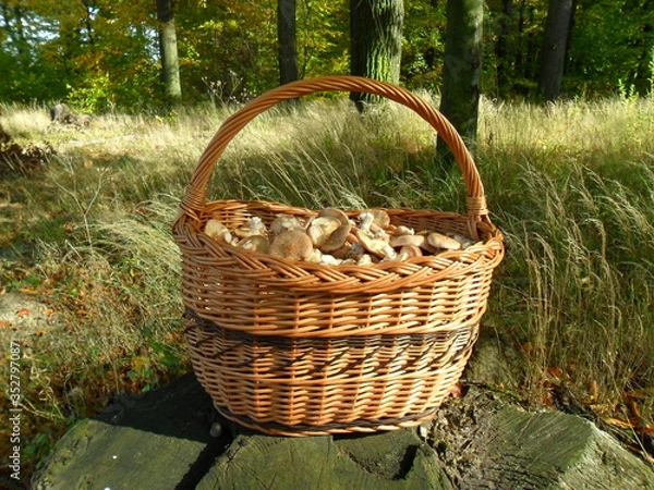 Obraz Kosz z grzybami