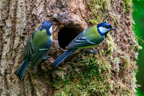 Obraz Great tit couple looking for a nesting place