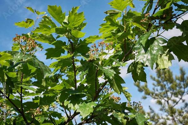 Obraz Sorbus torminalis