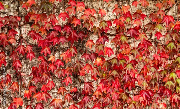 Fototapeta Natural background pattern, autumn red maple leaves, foliage background pattern