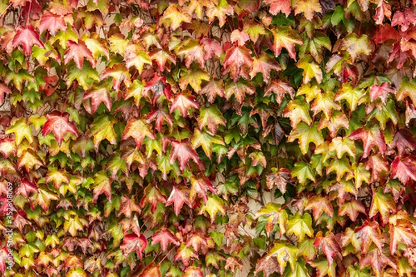 Fototapeta Natural background pattern, foliage background, autumn maple leaves