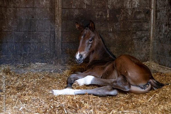 Fototapeta A brown mare foal is born in a horse box, stable, and lies in the straw