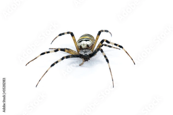Obraz Spider