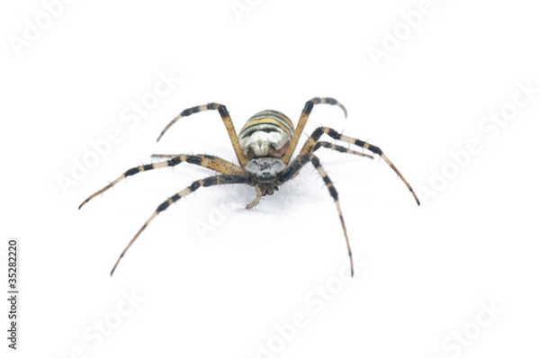 Obraz Spider