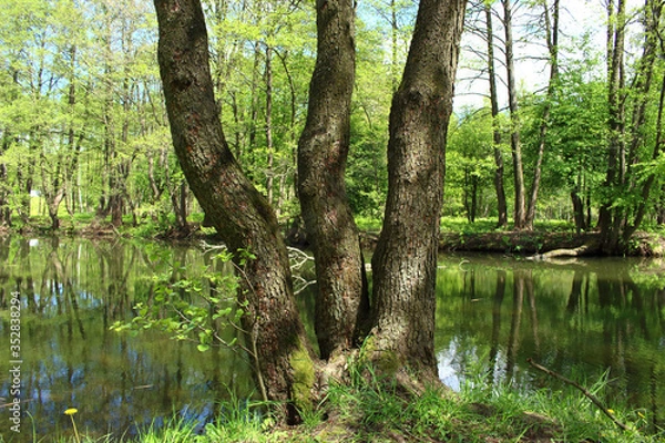 Fototapeta landscape of the wild nature. On the bank of the small river bushes and trees grow, the trunk of one tree lies cut by a beaver.