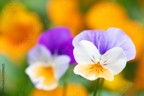 Fototapeta 紫と白のパンジーのクローズアップ。　背景はオレンジの花。