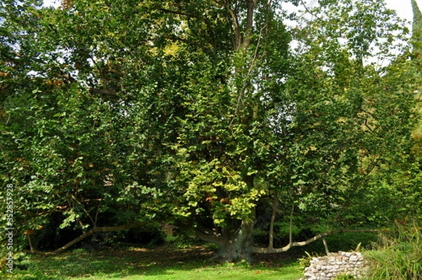 Obraz Giardini di Ninfa