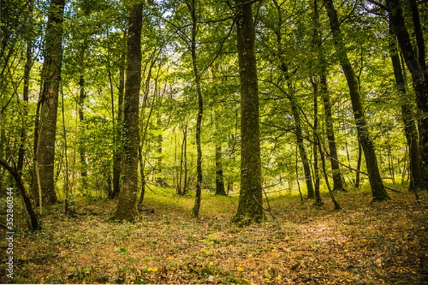 Obraz Dans la forêt de Mervent