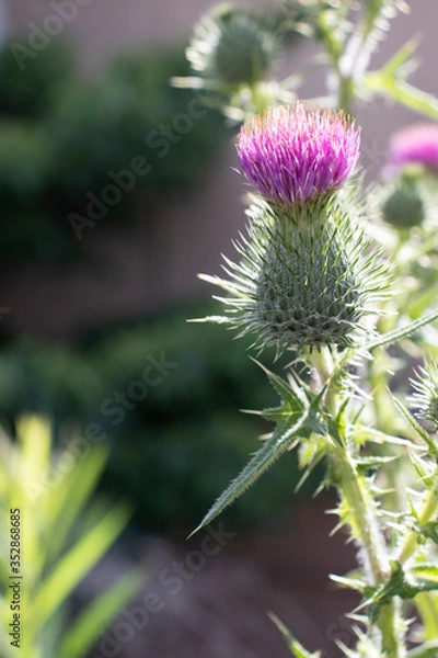 Obraz 太陽光に照らされた花