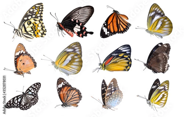 Obraz butterfly isolated on white background