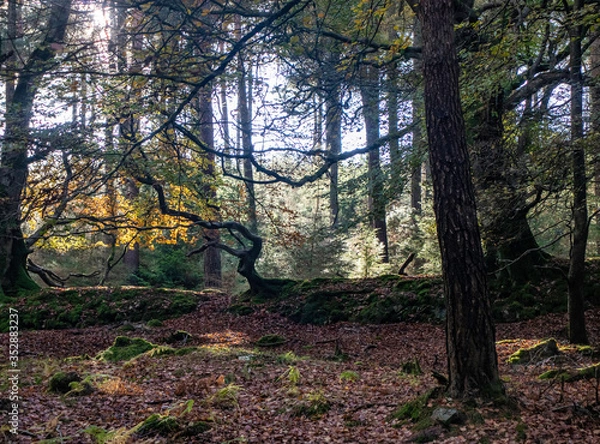Obraz sun rays in the forest