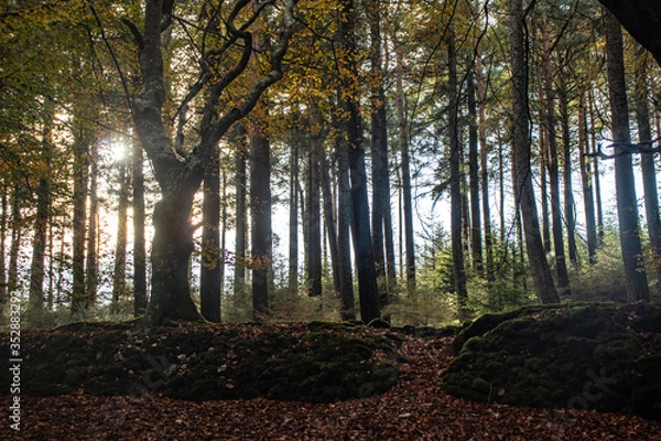 Obraz sun rays in the forest