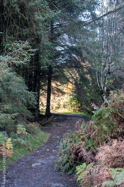 Obraz footpath in the woods