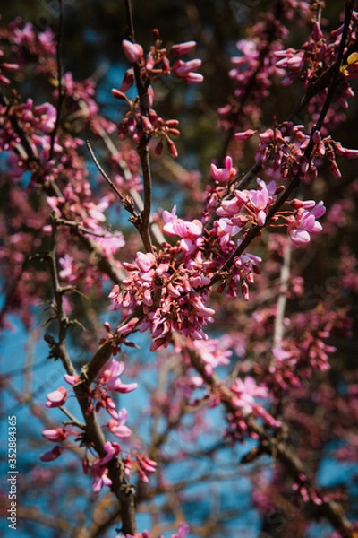 Obraz pink cherry blossoms
