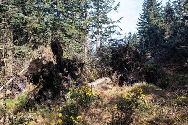 Obraz old tree stump