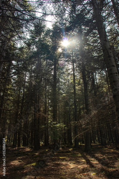 Obraz sun rays in the forest