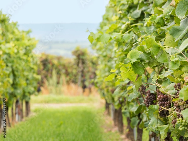 Fototapeta Close-up view into a german vineyard with two rows of vines with defocused background on a hazy autumn day.