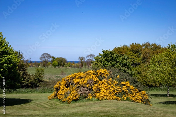 Obraz trees in the park