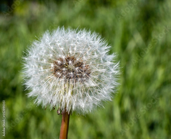 Obraz dandelion in the grass