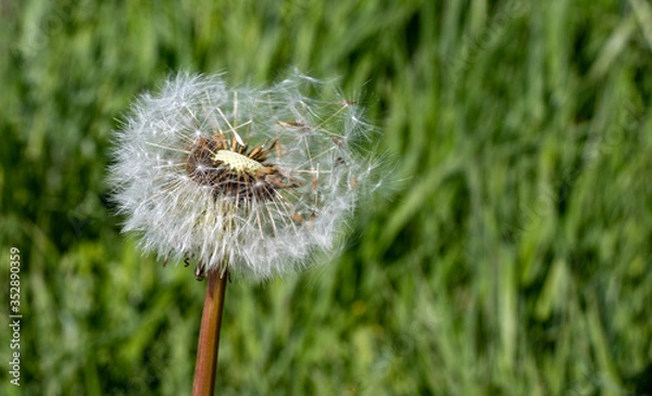 Obraz dandelion on green grass