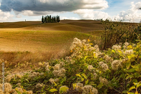 Obraz tuscan landscape with a field
