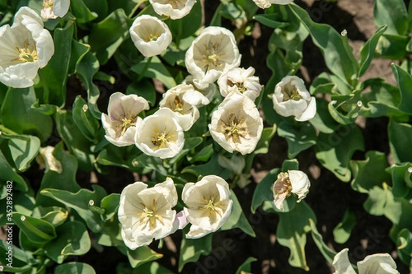 Obraz Tulip Field in the Netherlands