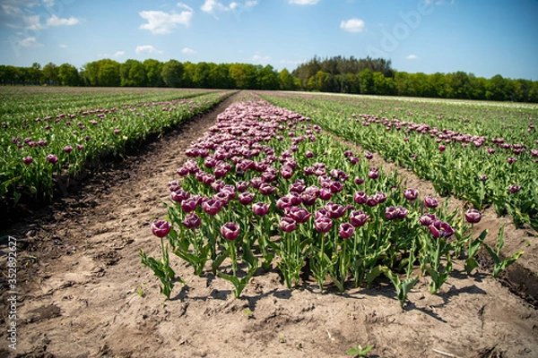 Obraz Tulip Field in the Netherlands