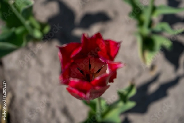 Obraz Tulip Field in the Netherlands