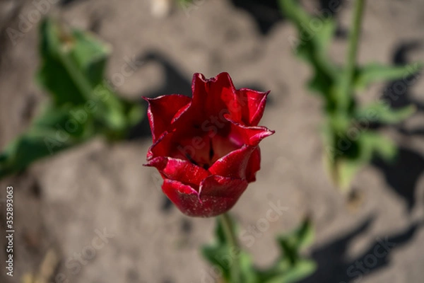 Obraz Tulip Field in the Netherlands