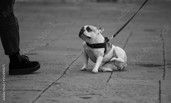 Obraz dog on the street
