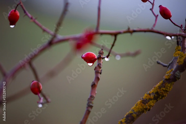 Obraz red berries on a tree