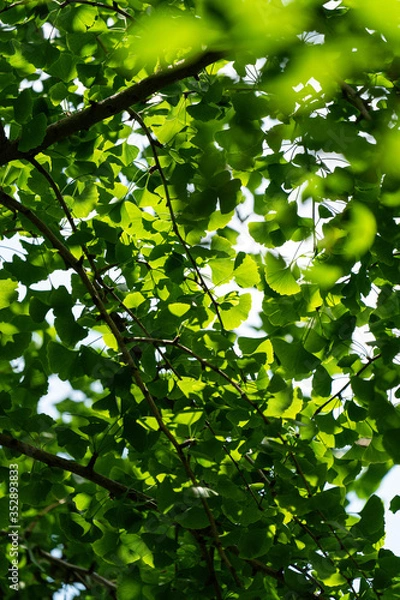 Fototapeta blue sky cloud bird