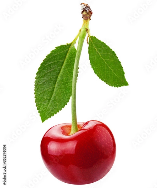 Obraz Cherry isolated on white. Package design element