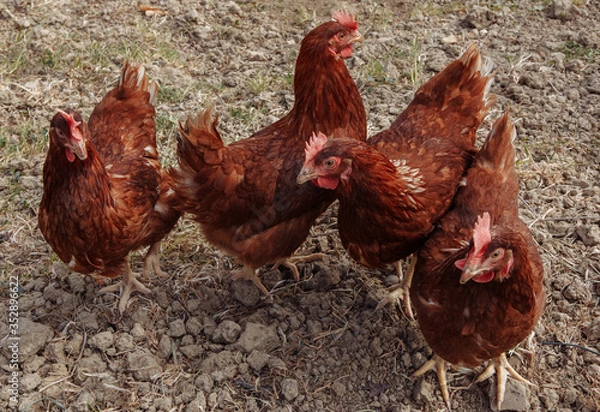 Obraz free range chicken