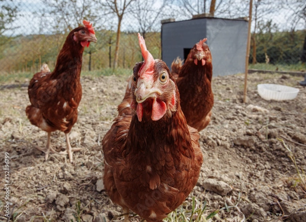 Obraz free range chicken