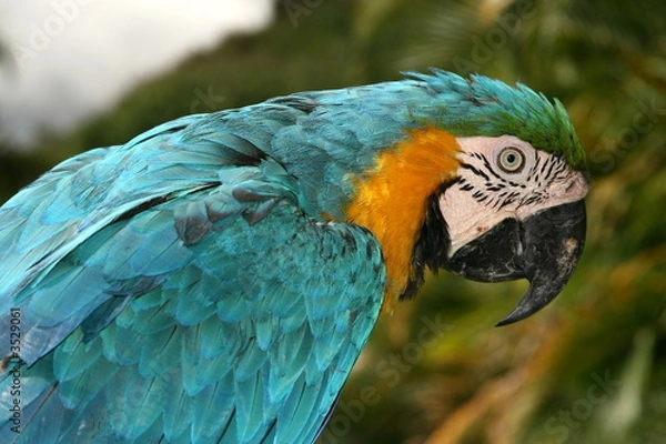 Obraz guacamaya