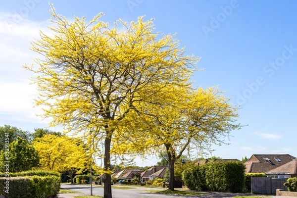 Fototapeta Honey Locust tree (Gleditsia Triacanthos 'Sunburst') yellow leaves in springtime