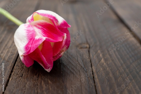 Fototapeta beautiful blooming pink tulip on wooden background. copy space for text. greeting card.