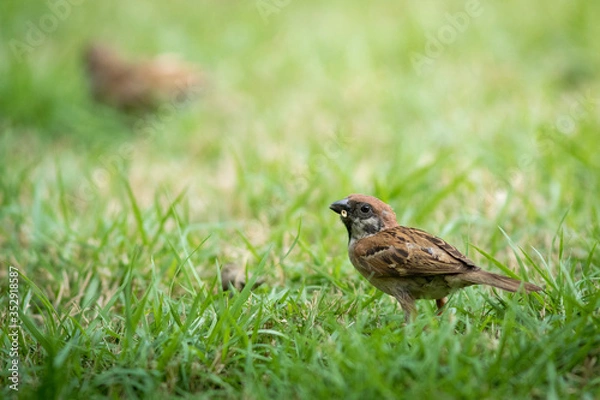 Obraz The Eurasian Tree Sparrow