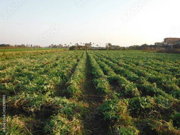 Obraz vineyard in Egypt