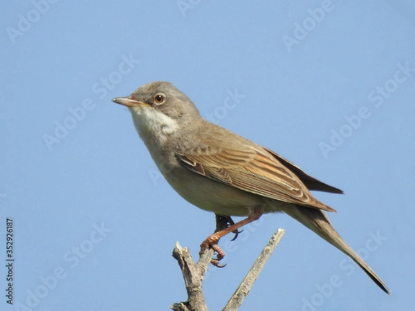 Fototapeta photo of a living wild bird in nature sitting on a branch.